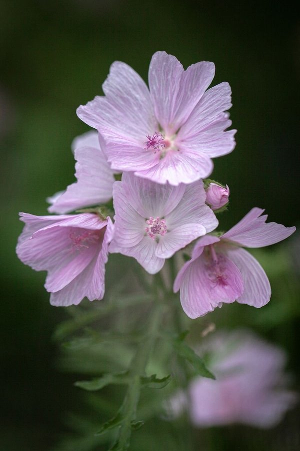 Frön till Ljusrosa malva perenn