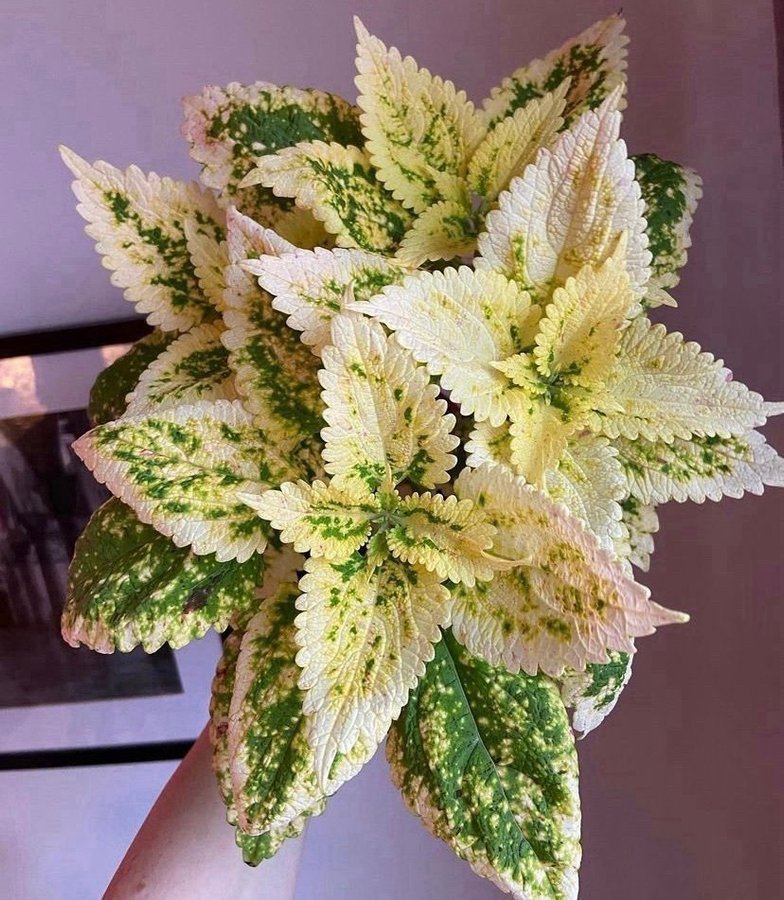 Palettblad/Coleus YELLOW KAKARIKI