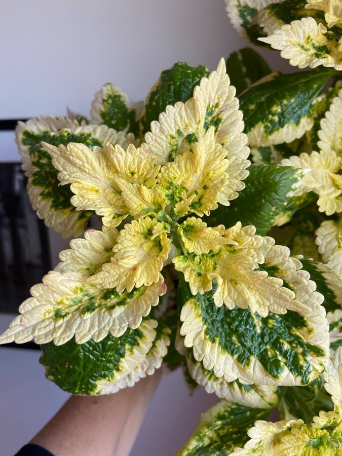 Palettblad/Coleus YELLOW KAKARIKI