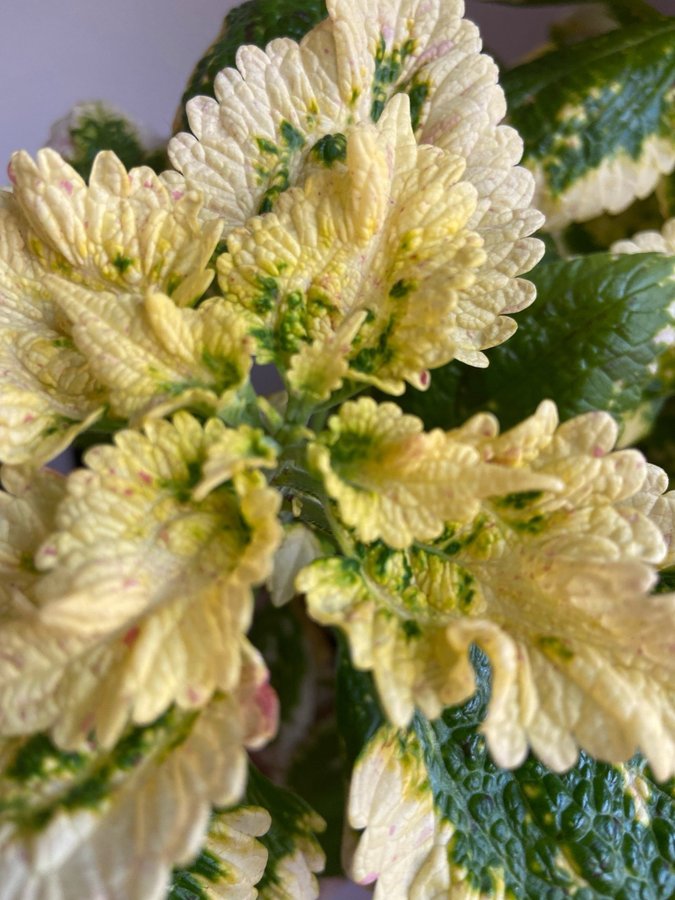 Palettblad/Coleus YELLOW KAKARIKI