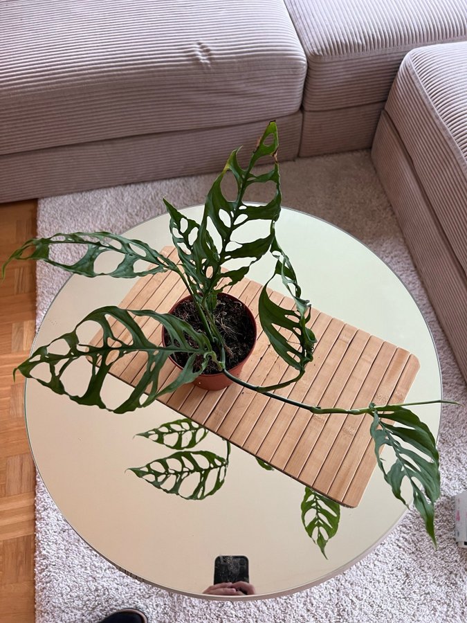 Monstera adansonii peru EXOTISK VÄXT