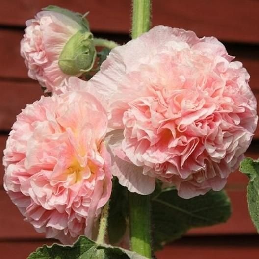 Stockros 'Chater's Salmon Pink' Fröer