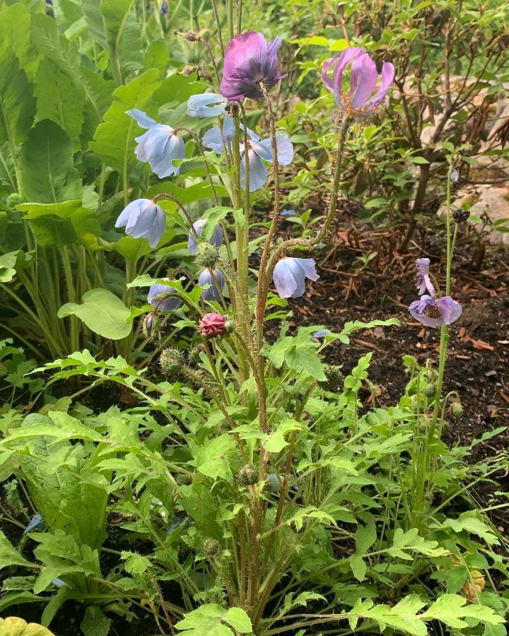 Meconopsis aculeata 20st frön