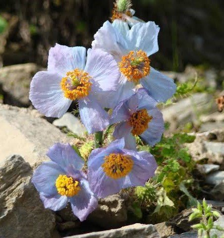 Meconopsis aculeata 20st frön