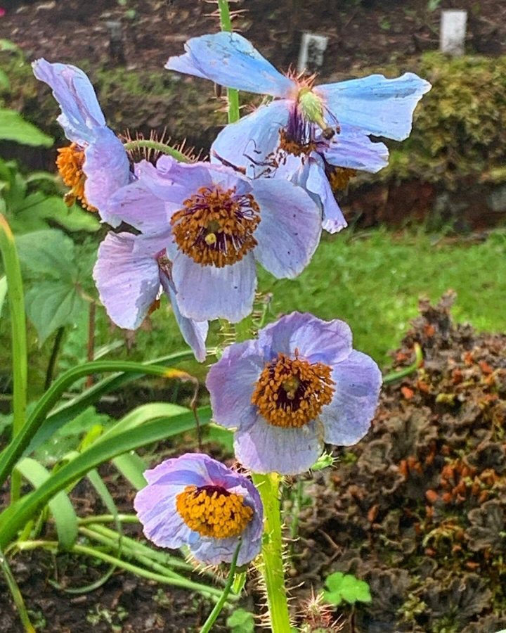 Meconopsis aculeata 20st frön