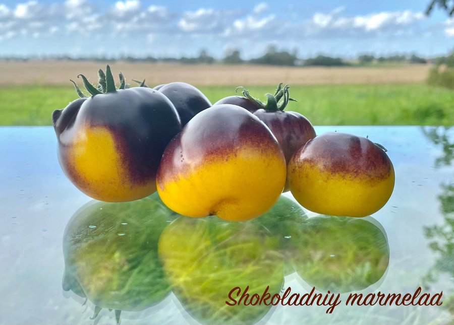 SHOKOLADNIY MARMELAD - Gott på liten buske. Tomat, frö