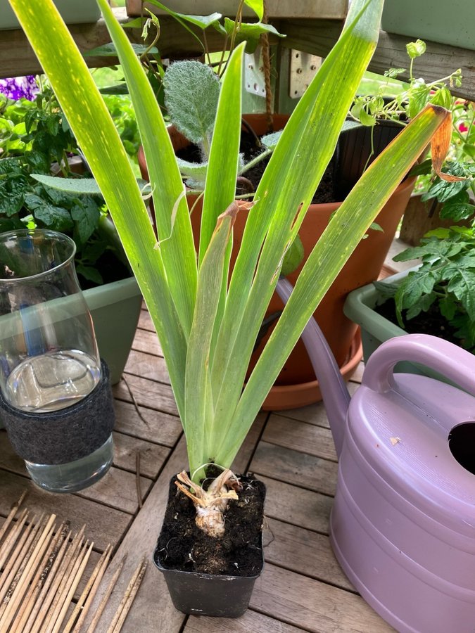 Fläderdoftande iris (sambucina Mägdeberg )