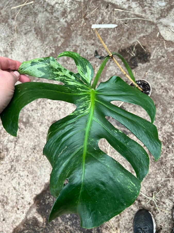 Monstera Deliciosa Mint Variegata