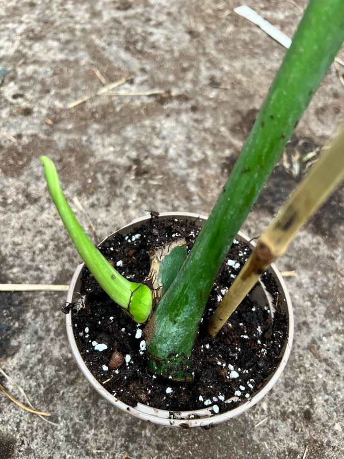 Monstera Deliciosa Mint Variegata