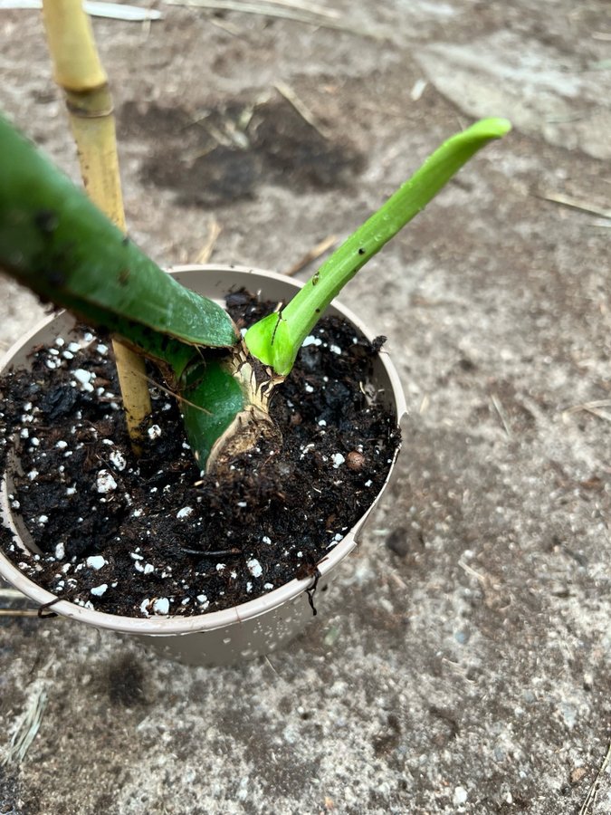 Monstera Deliciosa Mint Variegata