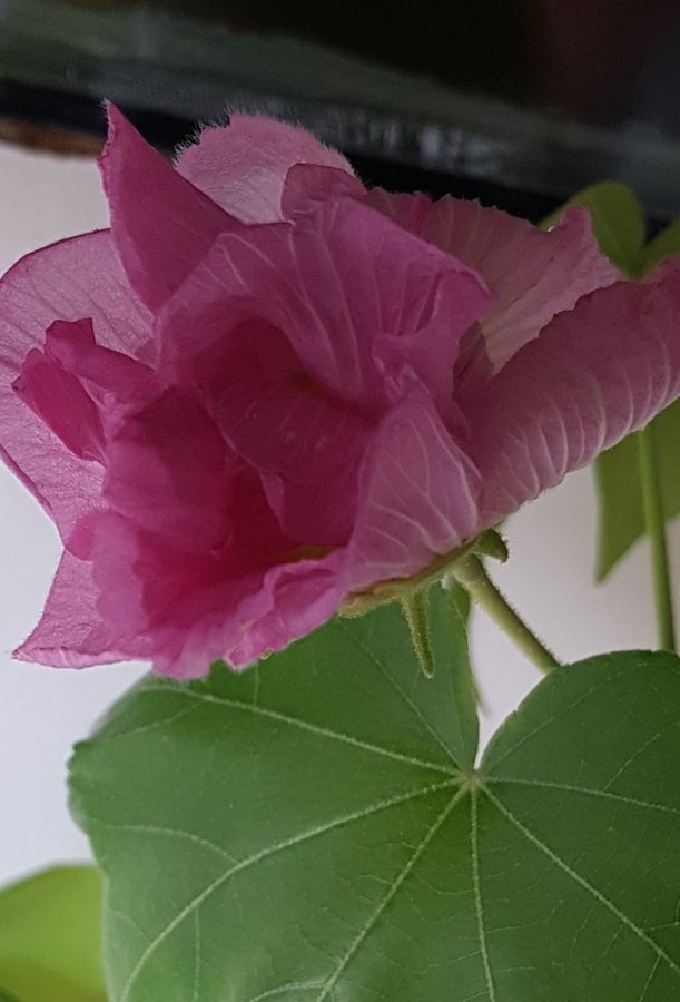 Ovanliga och vackra Hibiskus mutabilis Bomullsros