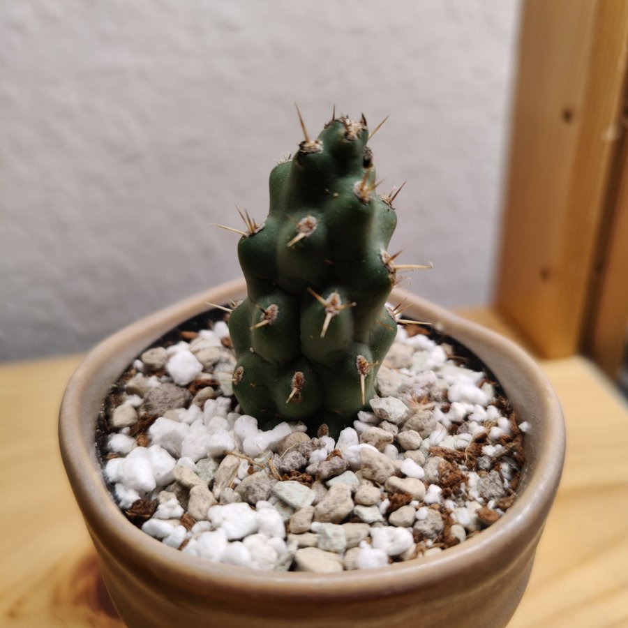 Cylindropuntia sp.