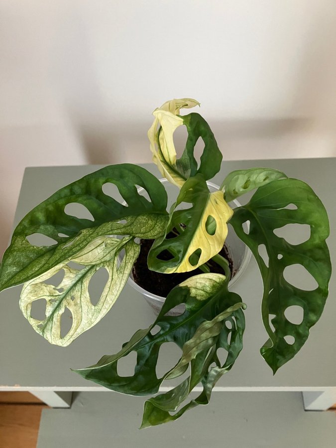 Monstera adansonii variegata. 7 st blad, Välrotad, höjd 13 cm