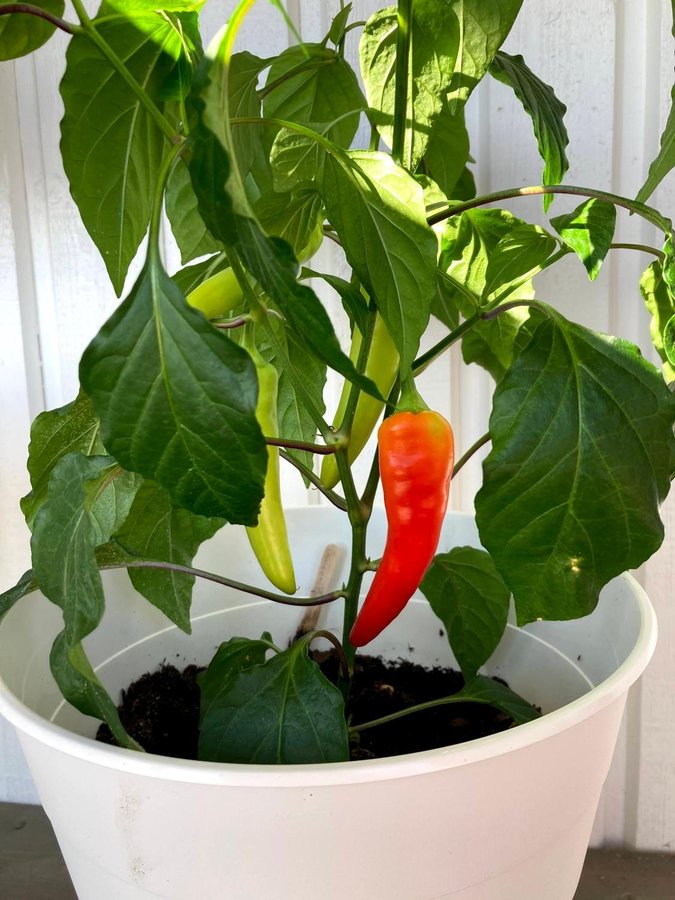 Sweet banana chili/paprika 15st fröer