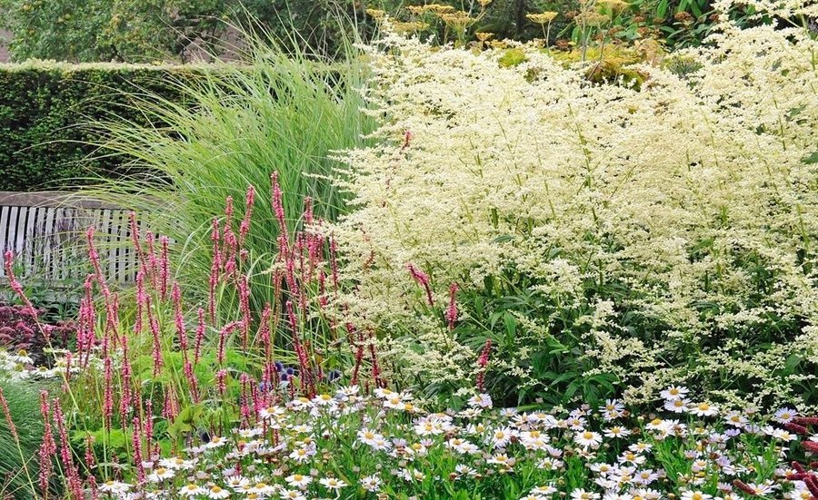 Artemisia lactiflora Weisse Dame Malört