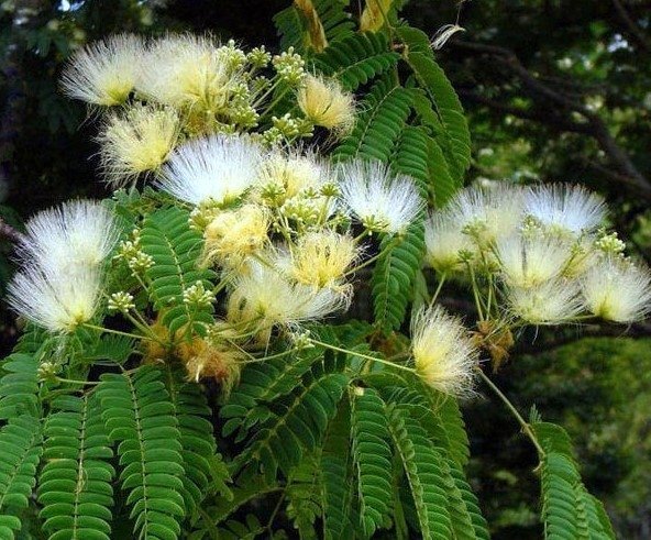 Mimosa Vit (Leucaena Leucocephala) 6 frö