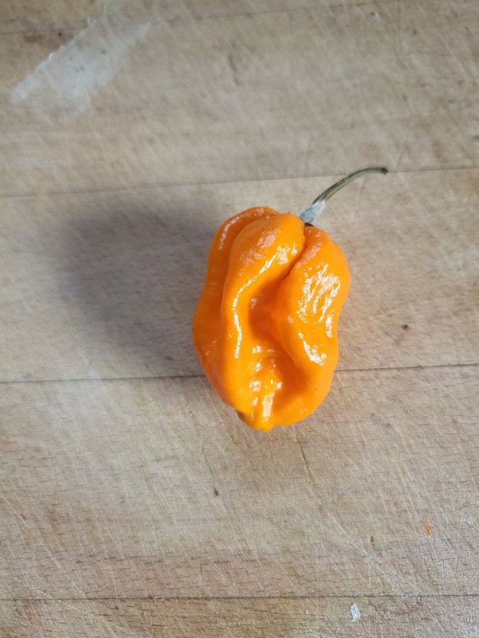 Carolina reaper gul frön