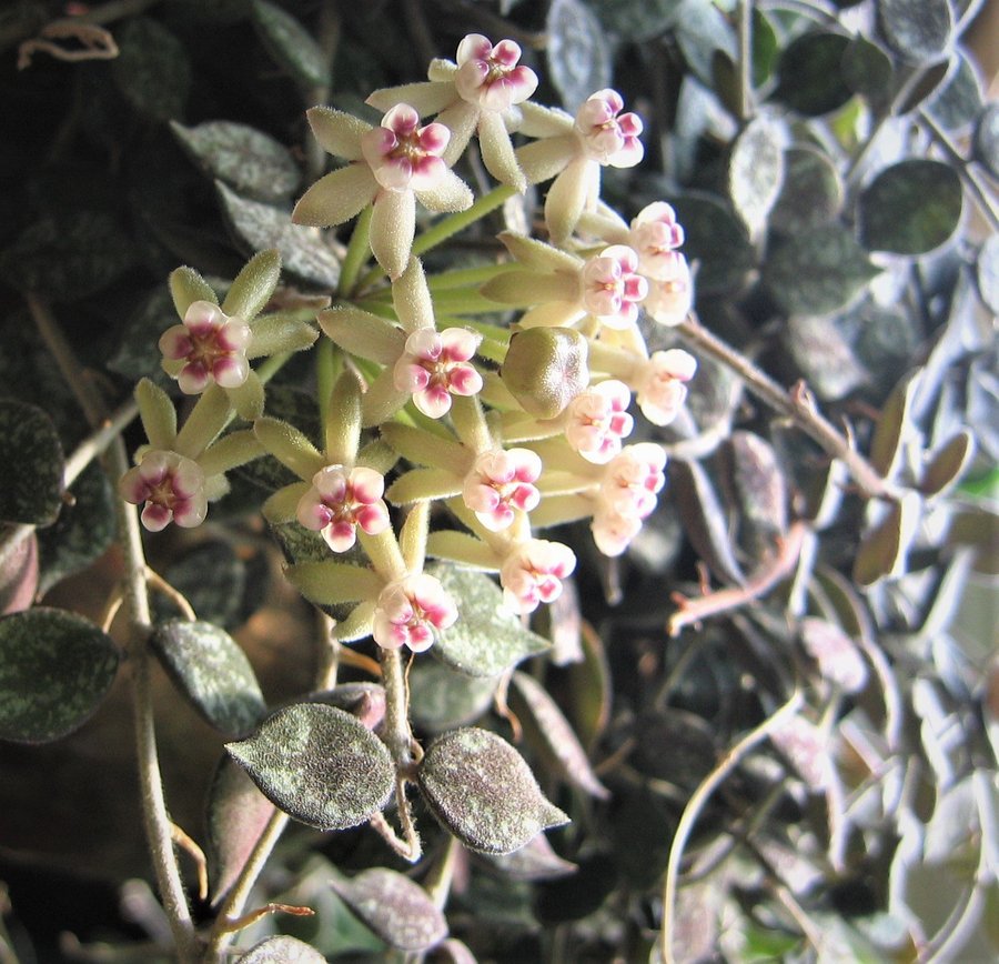 hoya curtisii rotad stickling