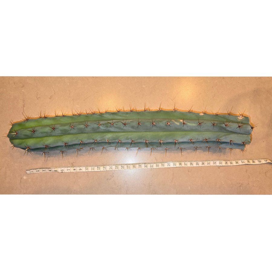 Kaktus San Pedro Trichocereus pachanoi ca 38cm