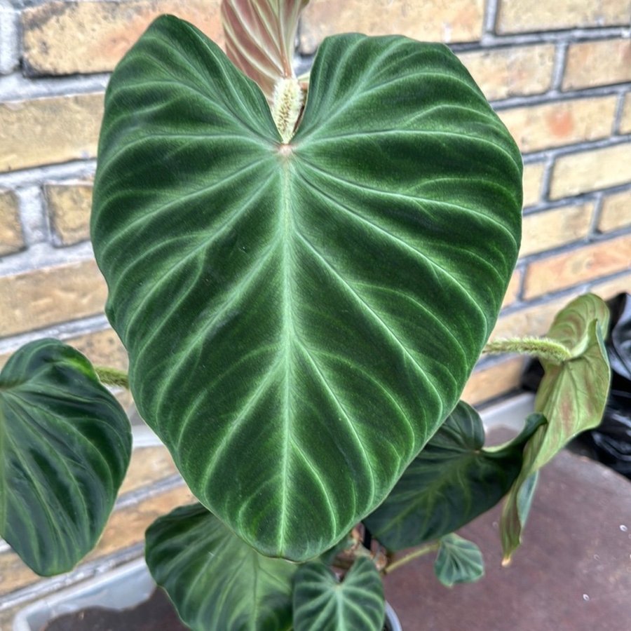 Philodendron verrucosum