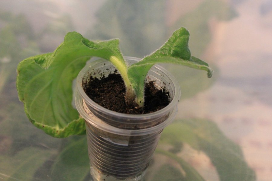 Streptocarpus DS-Solar Eclipse en ung planta bild 2