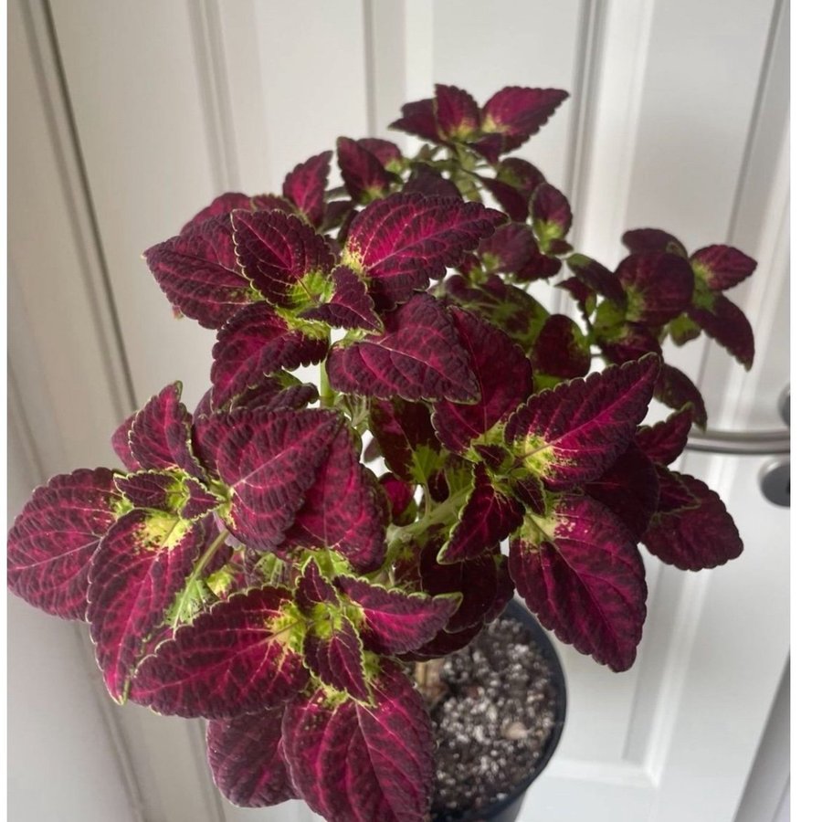 Avatar rotad stickling palettblad coleus