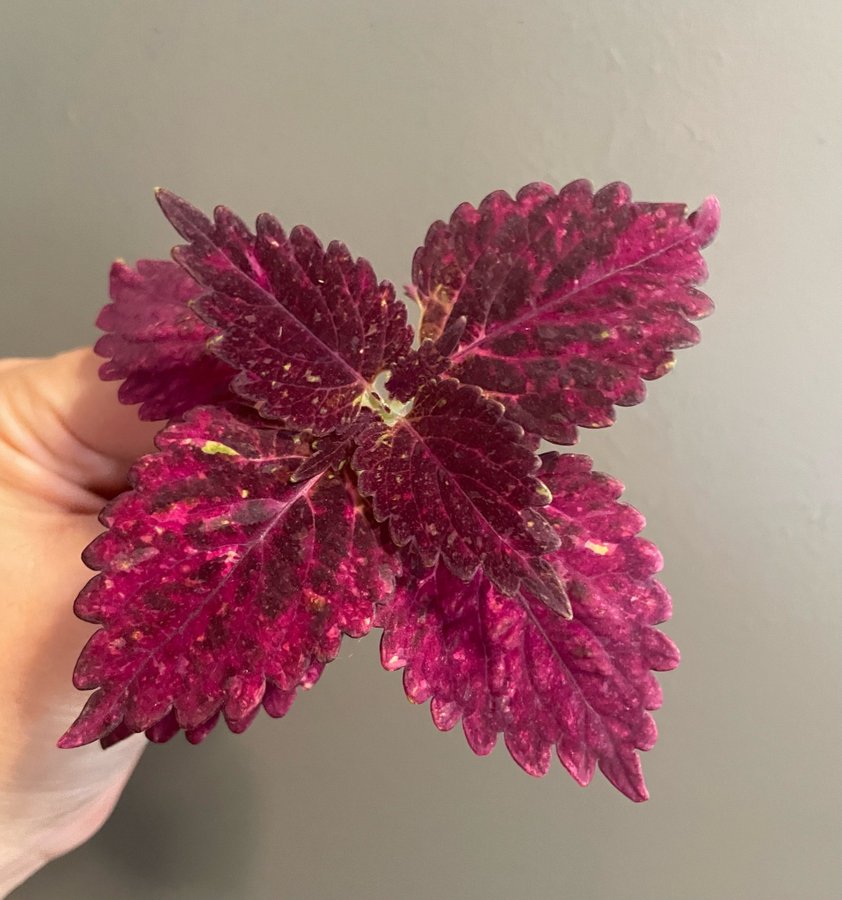 Red Pin rotad stickling palettblad coleus