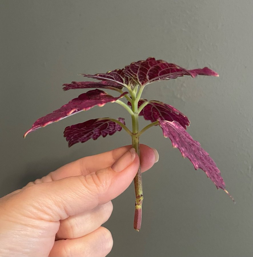 Red Pin rotad stickling palettblad coleus