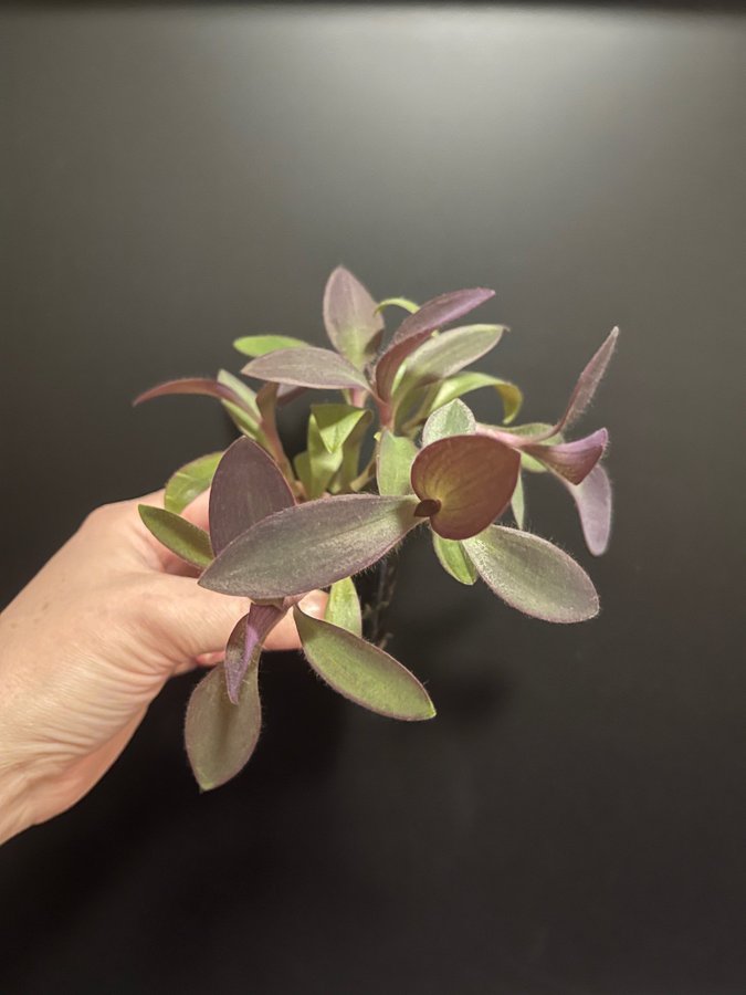 Purpurblad, Tradescantia pallida, 5 Sticklingar, planta, växt