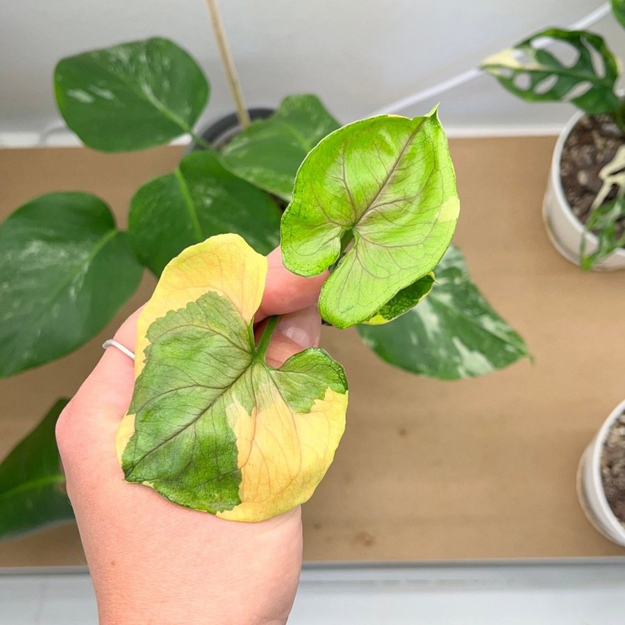 Syngonium ”Orm Thong” variegata toppstickling ( aroid )