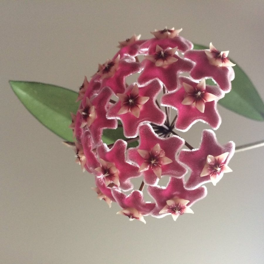 Hoya pubicalyx silver