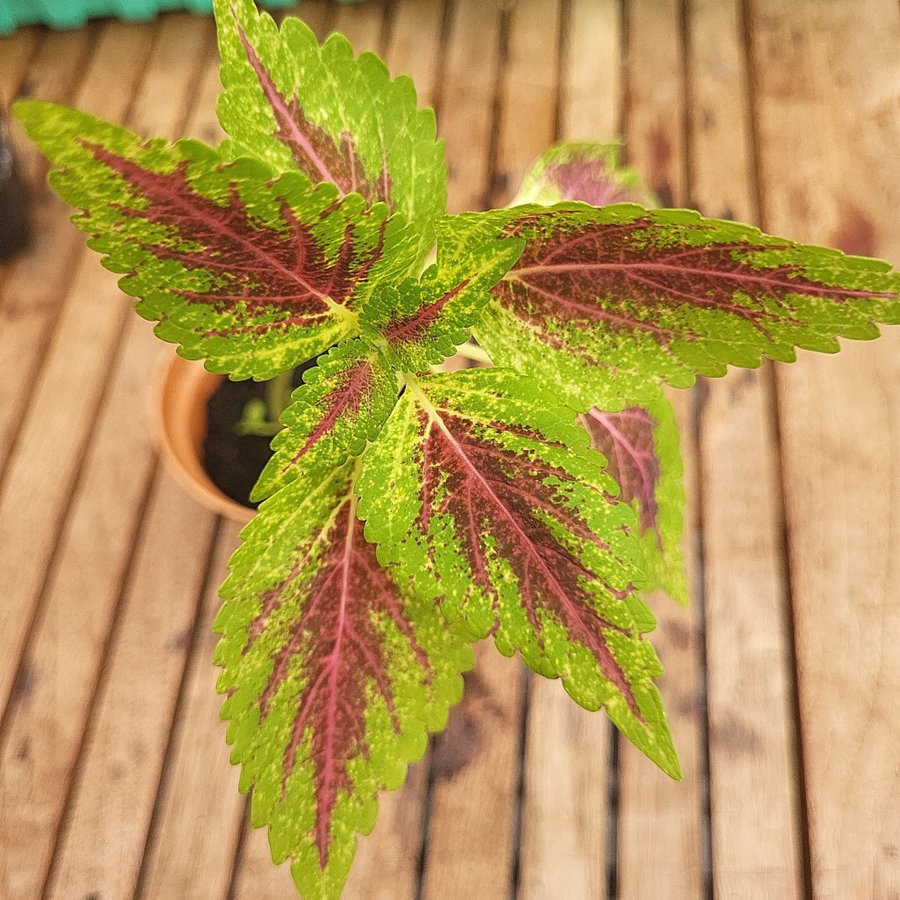 Coleus palettblad