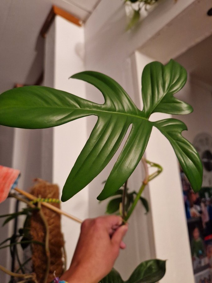 Philodendron Pedatum topp med 1 blad och 1 på G