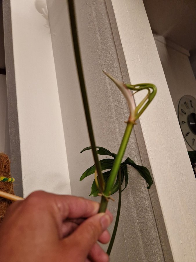 Philodendron Pedatum topp med 1 blad och 1 på G