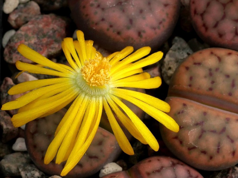 Lithops-frö - "Levande stenar"