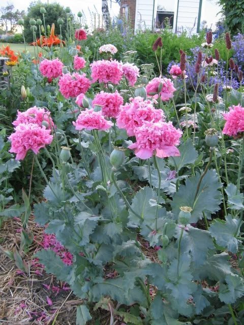 Flemish Antique Poppy. 30 frön. P Somniferum L. Högalkaloid Sort