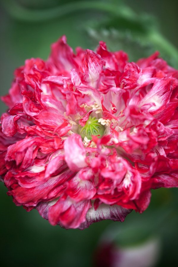 Flemish Antique Poppy. 30 frön. P Somniferum L. Högalkaloid Sort