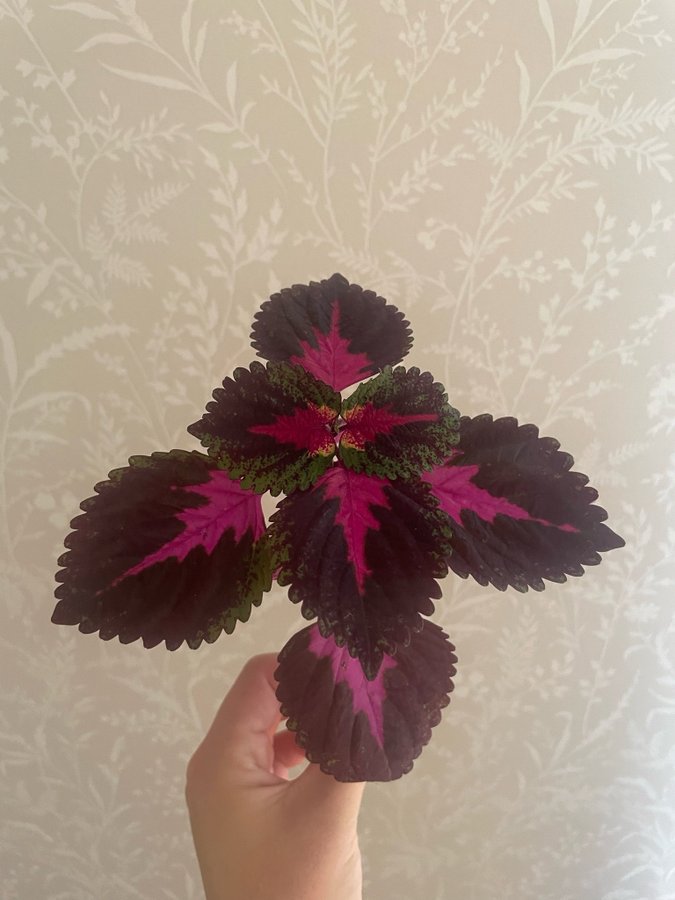 Coleus palettblad china rose