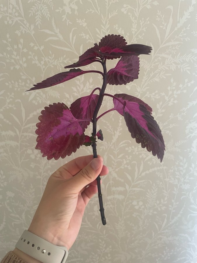 Coleus palettblad china rose