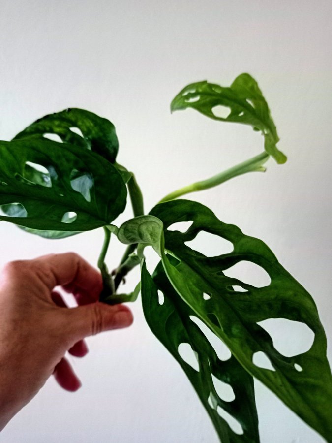 MONSTERA ADANSONI " MONKEY MASK"- stickling