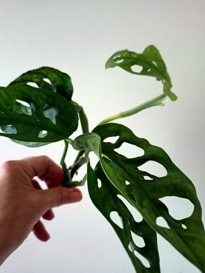 MONSTERA ADANSONI " MONKEY MASK"- stickling