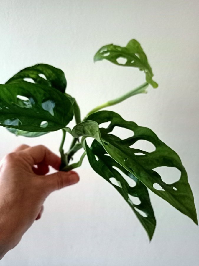 MONSTERA ADANSONI " MONKEY MASK"- stickling