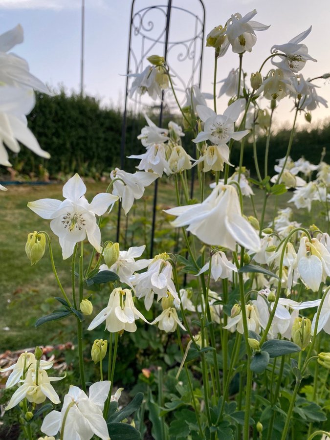 Vit Akleja frön perenn blomma blommor