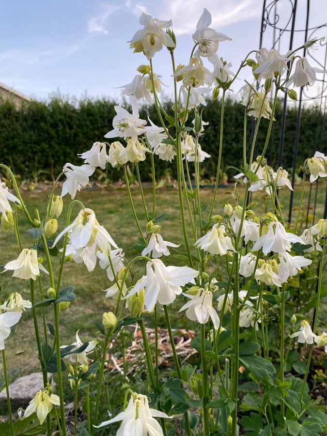 Vit Akleja frön perenn blomma blommor