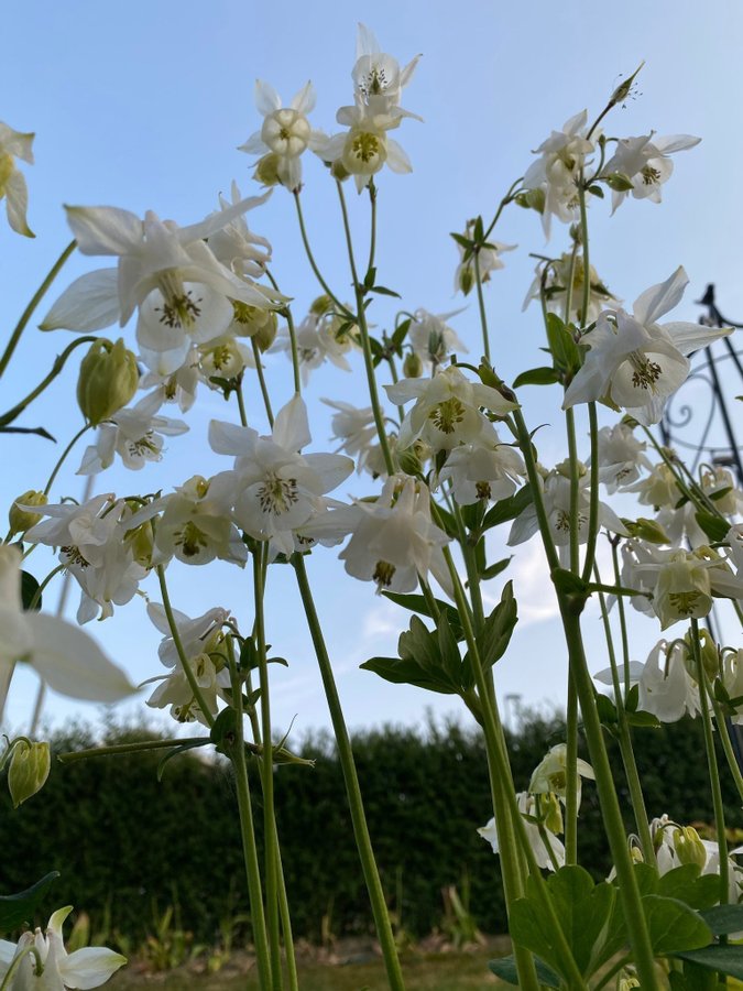 Vit Akleja frön perenn blomma blommor