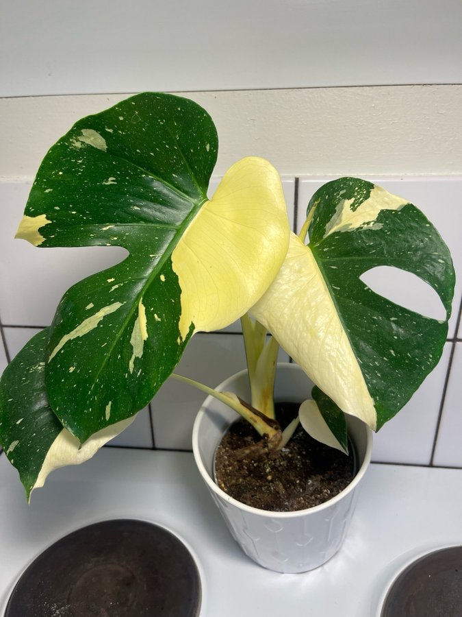 Monstera Thai constellation