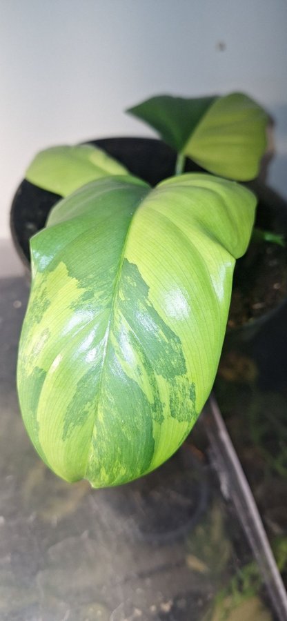 Philodendron bipennifolium variegata + monstera obliqua peru stickling