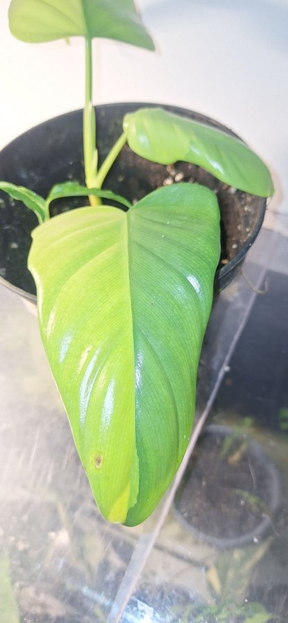 Philodendron bipennifolium variegata + monstera obliqua peru stickling