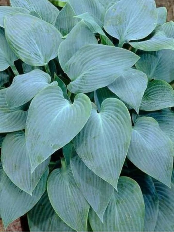 Canadian Blue hosta Funkia frön