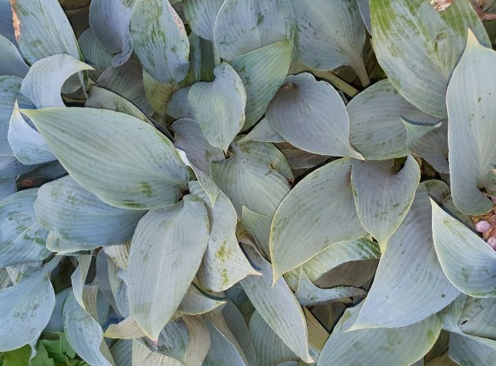 Canadian Blue hosta Funkia frön